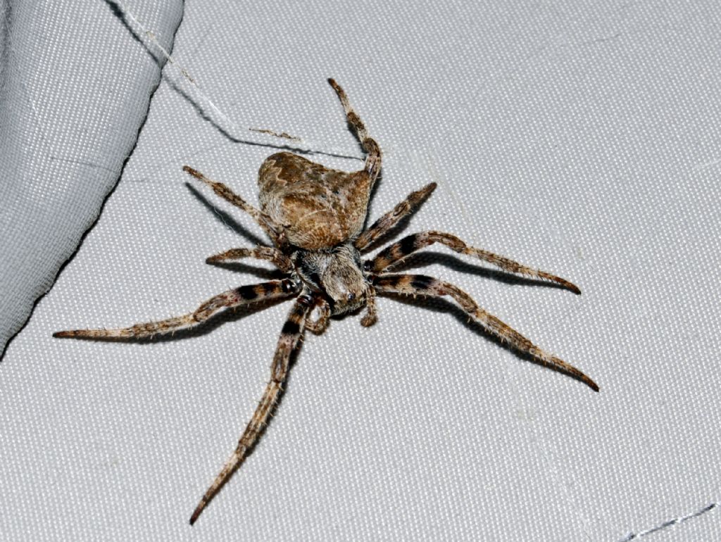 Araneus angulatus - Sant''Albano Stura (CN)